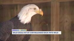Toms River man saves bald eagle hit by car News Clip