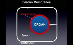 Anatomy - Body Cavities & Serous Membranes Instructional Video