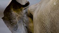 The African Elephant, conservation and challenges Instructional Video