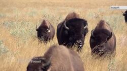 Archeologist uncovers rock art with help from bison News Clip