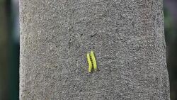 yellow worm on brown big tree Stock Footage