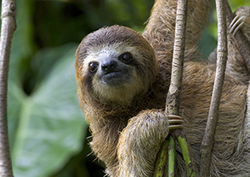 Sloth Instructional Video