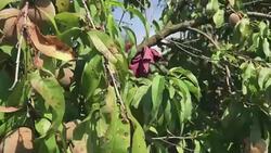 Peaches ripening on a tree. They hang on branches among the leaves. Stock Footage