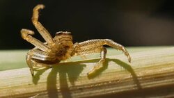 Small crab spider on the plant stem. Stock Footage