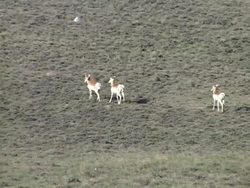 Migration and Hibernation: Video Review Instructional Video