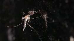 mosquito on the mirror wall flying away Stock Footage