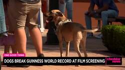 One Good Thing: Dogs Break Guinness World Record at Films Screening News Clip