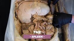 Medical Inaccuracies in Action Movies and TV Shows Instructional Video