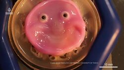Japan scientists make smiling robot with 'living' skin Instructional Video