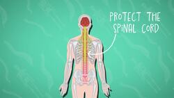 I WONDER - What Job Does The Spine Do? Instructional Video