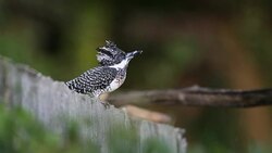 Kingfisher bird : adult Crested kingfisher (Megaceryle lugubris) Stock Footage