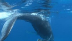 Mamífero Instructional Video