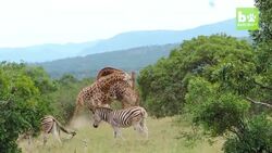 Giraffes Go Neck-To-Neck In Epic Fight: SNAPPED IN THE WILD Instructional Video