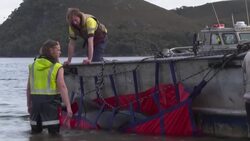 VOICED : Alrededor de 200 ballenas piloto mueren en una playa australiana News Clip