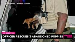 One Good Thing: Officers Rescue Three Abandoned Puppies News Clip