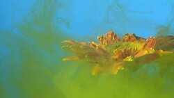 4k Slow motion Yellow ink and daisy flower in water. Stock Footage