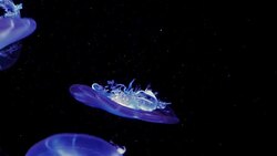 Close-up Jellyfish, Medusa in fish tank with neon light. Jellyfish is free-swimming marine coelenterate with a jellylike bell- or saucer-shaped body that is typically transparent. Stock Footage