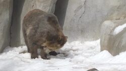Grizzly Bears in San Diego Zoo Go Can't Get Enough of Snow in Exhibit Instructional Video