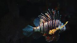 Lionfish in the sea Stock Footage