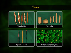 Introduction to Plant Tissues Instructional Video