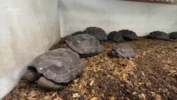 Tortoises Are Just Like Humans, They Love Scratches! Instructional Video