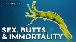 The Complicated Sex Lives of Hydra Instructional Video