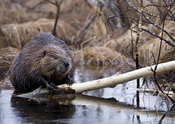 Beaver lodge Instructional Video