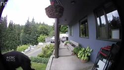 Black bear sightings are up slightly. Here’s what you should know if you see one News Clip