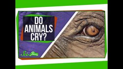 Do Animals Cry? Instructional Video