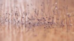 Chia Seeds authentic Slow-Motion falling on wooden table, close up Stock Footage