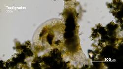 We Filmed Tardigrade Sex! Instructional Video