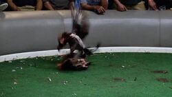 CLEAN : Puerto Rico continues cockfighting in defiance of US law News Clip