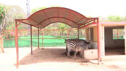 CLEAN : Animals swell under heat wave inside Pakistan zoo News Clip
