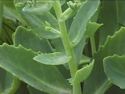 Plant Parts: Stems Instructional Video