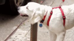 How to Leash Train Your Puppy Instructional Video