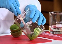 Kiwi Fruit DNA Instructional Video