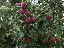 Cuidando la salud de la tierra: recapitulando Instructional Video