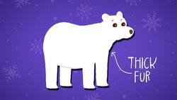 I WONDER - Can Animals Live In Polar Regions? Instructional Video