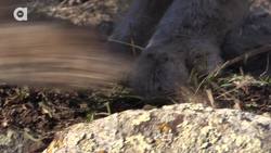 The Bobcat is One Spring Loaded Predator! Instructional Video