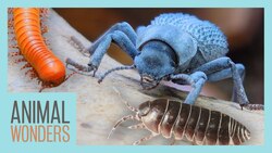 Our Hardest Working Animals | Beetles, Millipedes, and More! Instructional Video