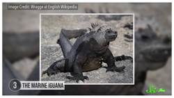 8 Animals That Only Live in One Place Instructional Video