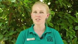 The Surprising Way Chuckwallas Can Evade Predators Instructional Video