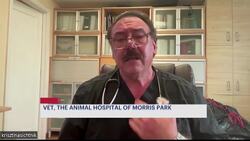 Heat Alert: How to help your dog battle the heat News Clip