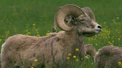 Bighorns at the Junction: human impact on a declining sheep population Instructional Video
