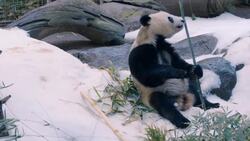 See Pandas at the San Diego Zoo Celebrate A Chilly Snow Day Instructional Video
