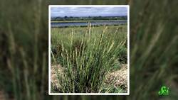 5 Underwater Farmers Instructional Video