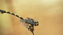 Close-up of a Dragonfly Resting On A Fig and Attcked by a Wasp Stock Footage