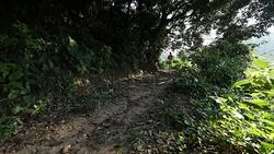 Young woman trail runner running on tropical forest trail in the morning.slow motion Stock Footage