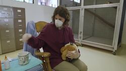 Come Join the Party With These Ring-Tailed Lemurs Instructional Video