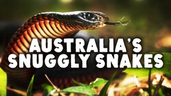 Not Everything in Australia Wants to Kill You Instructional Video